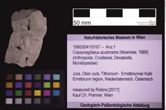 Foto (Objekt + Etiketten) von Cracensigillatus acutirostris (Moericke, 1889) (NHMW-GEO-1990-0041-0167)